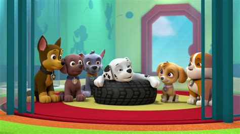 Paw patrol pups save a show gallery - in: Pups Save a Big Bone's Pages, Season 2 Galleries, Outside AB Episode Galleries. Pups Save a Big Bone/Gallery. < Pups Save a Big Bone. Episode Info. Transcript. Trivia.